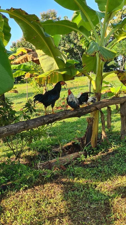 True Nature Chiang Mai - Yoga & Meditation Homestay Retreat Eksteriør billede